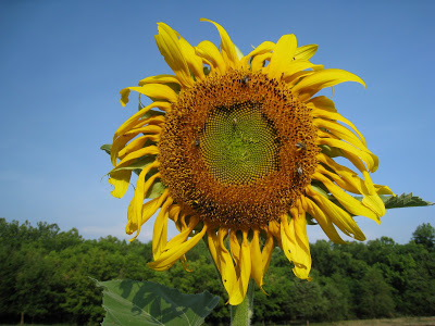 dead sunflower