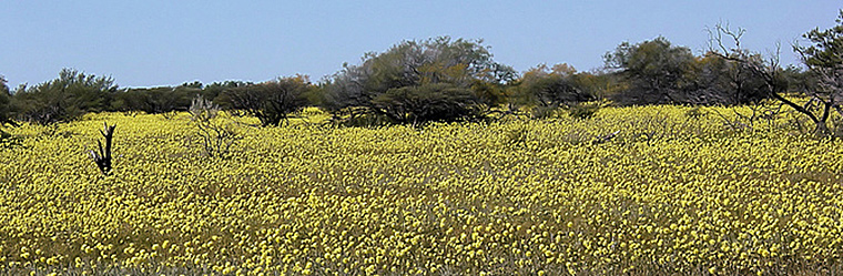 West Australia’s amazing wild flowers captured people’s attention. Brian Yap/Flickr, CC BY-SA