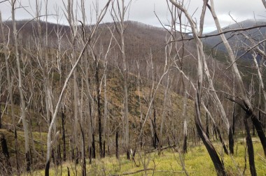 This alpine ash forest, in the high country of Victoria, was burned three times between 2003 and 2013, and as a result has not been able to regenerate. Tom Fairman