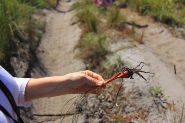 Understanding the land