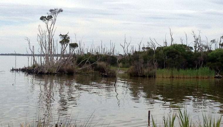 The foreshore showing salinity-induced dieback