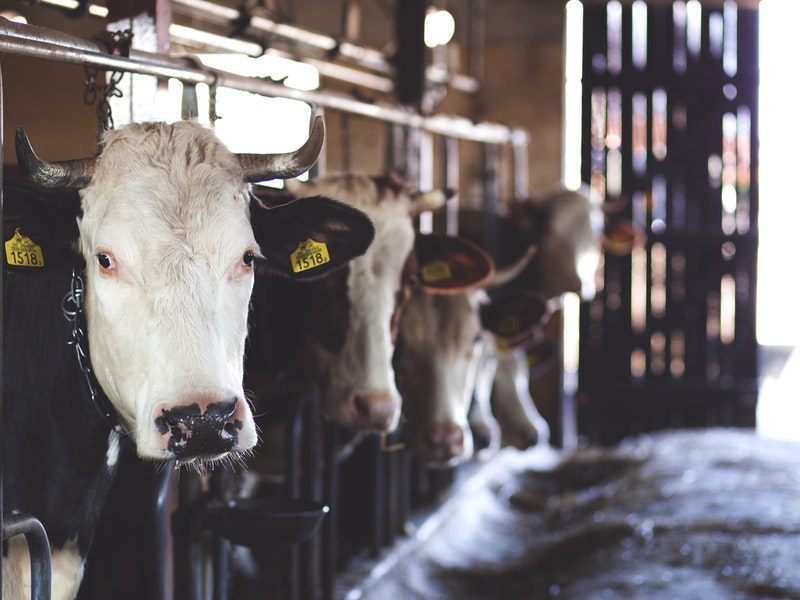 cows in factory pexels