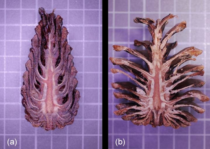 coniferous pine cone wood building material