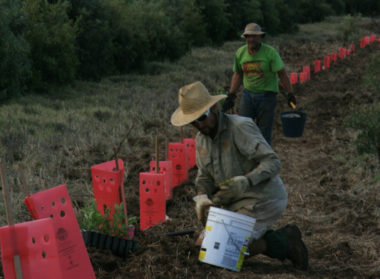 people planting trees
