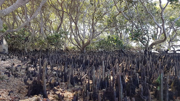mangroves Moreton bay