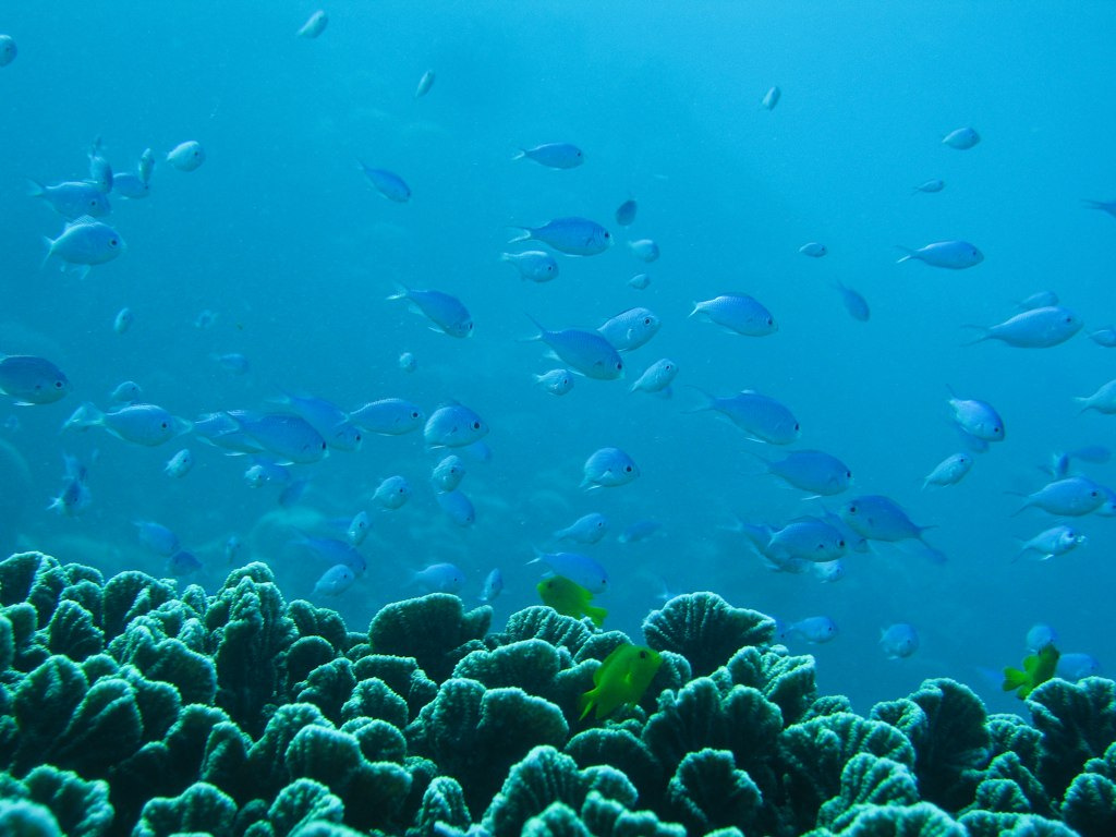 Ningaloo Reef oxygen files