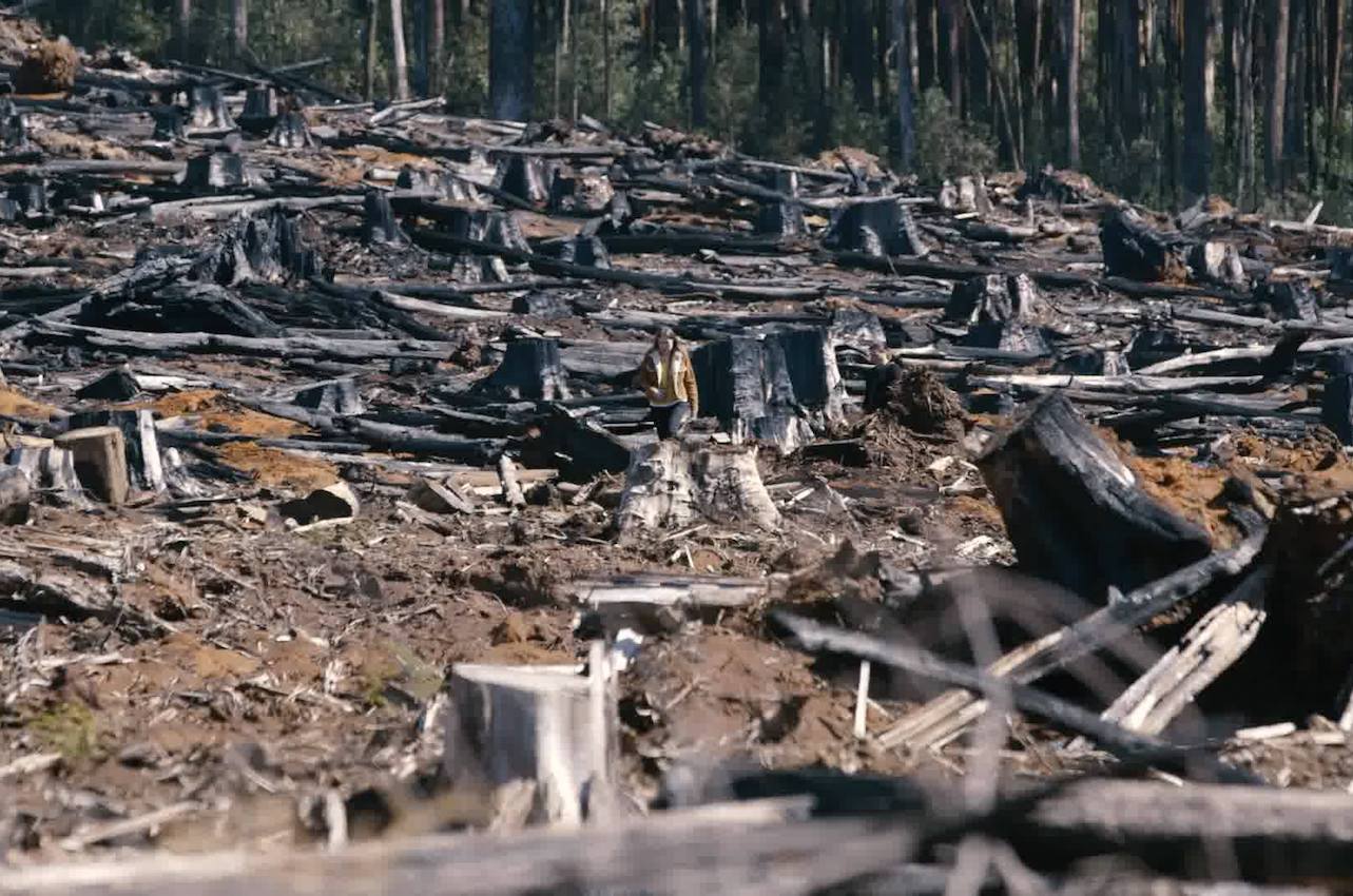 wilderness society land clearing