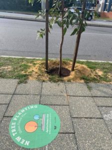 Young tree on a Perth street with no shade