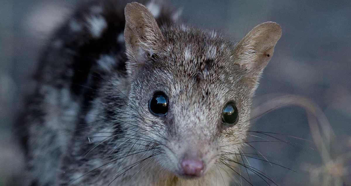 Photo of a Northern Quoll