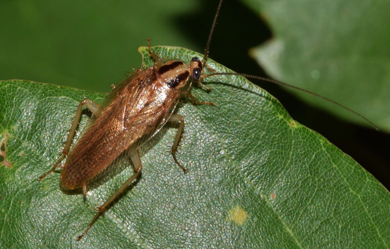 cockroach on plant