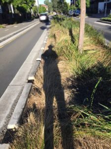 nature strip in glebe man shadow