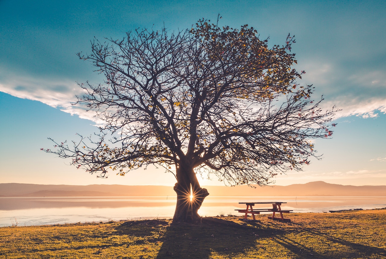 Sunlight bursts through a tree on the edge of lake Illawarra, Wollongong, Australia