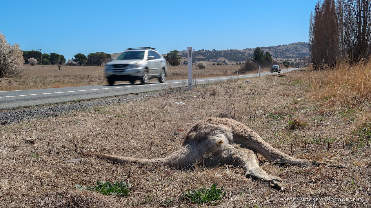 Drought roadkill