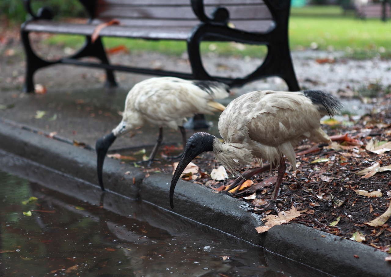 birds drinking from puddle