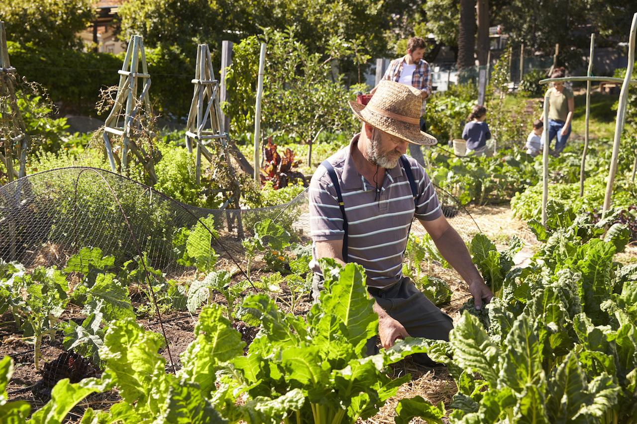 Mature Man Working On Community Allotment