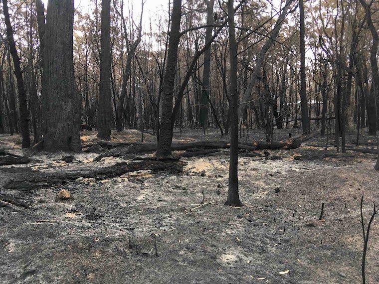 burnt bushland