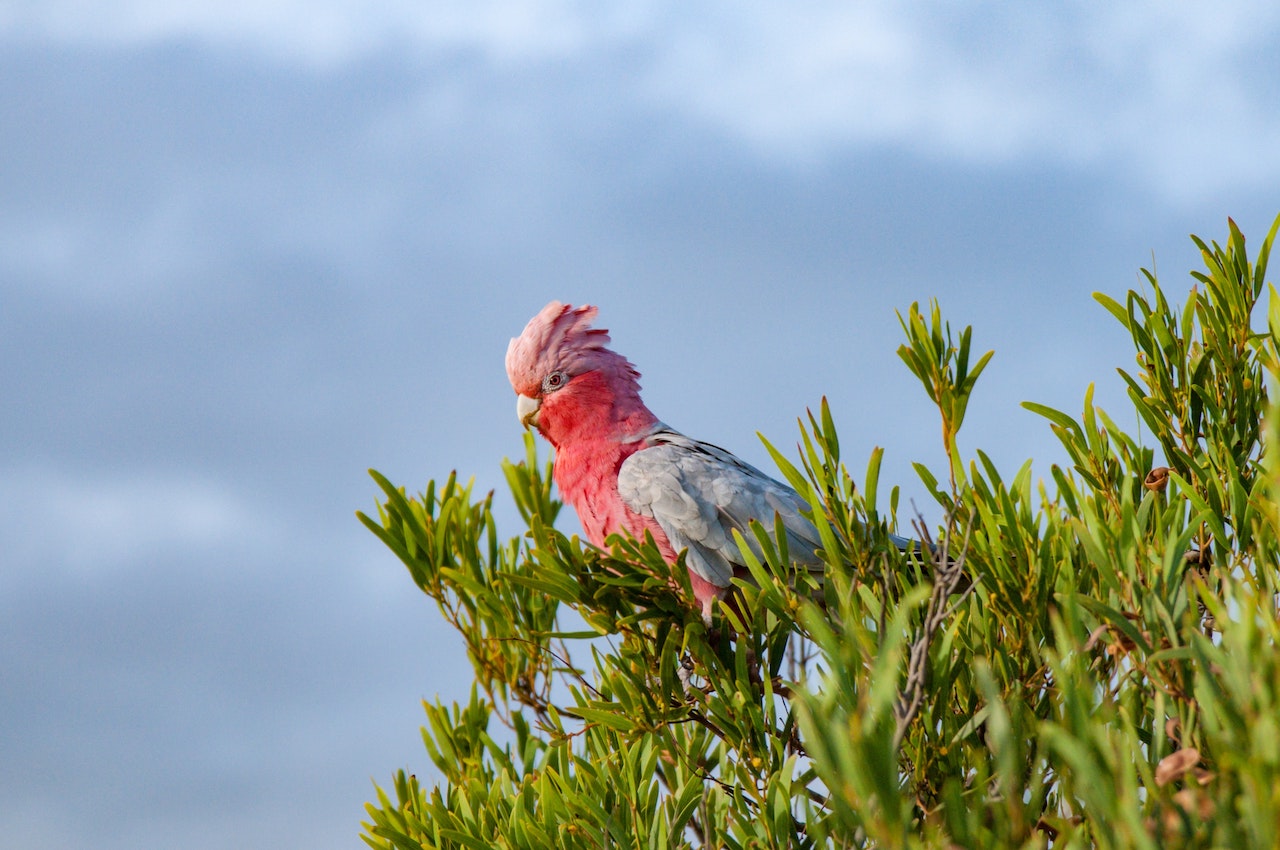 bird sitting on tree