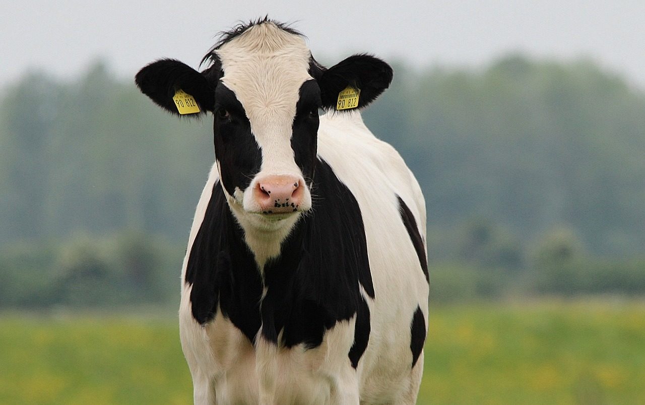 cow