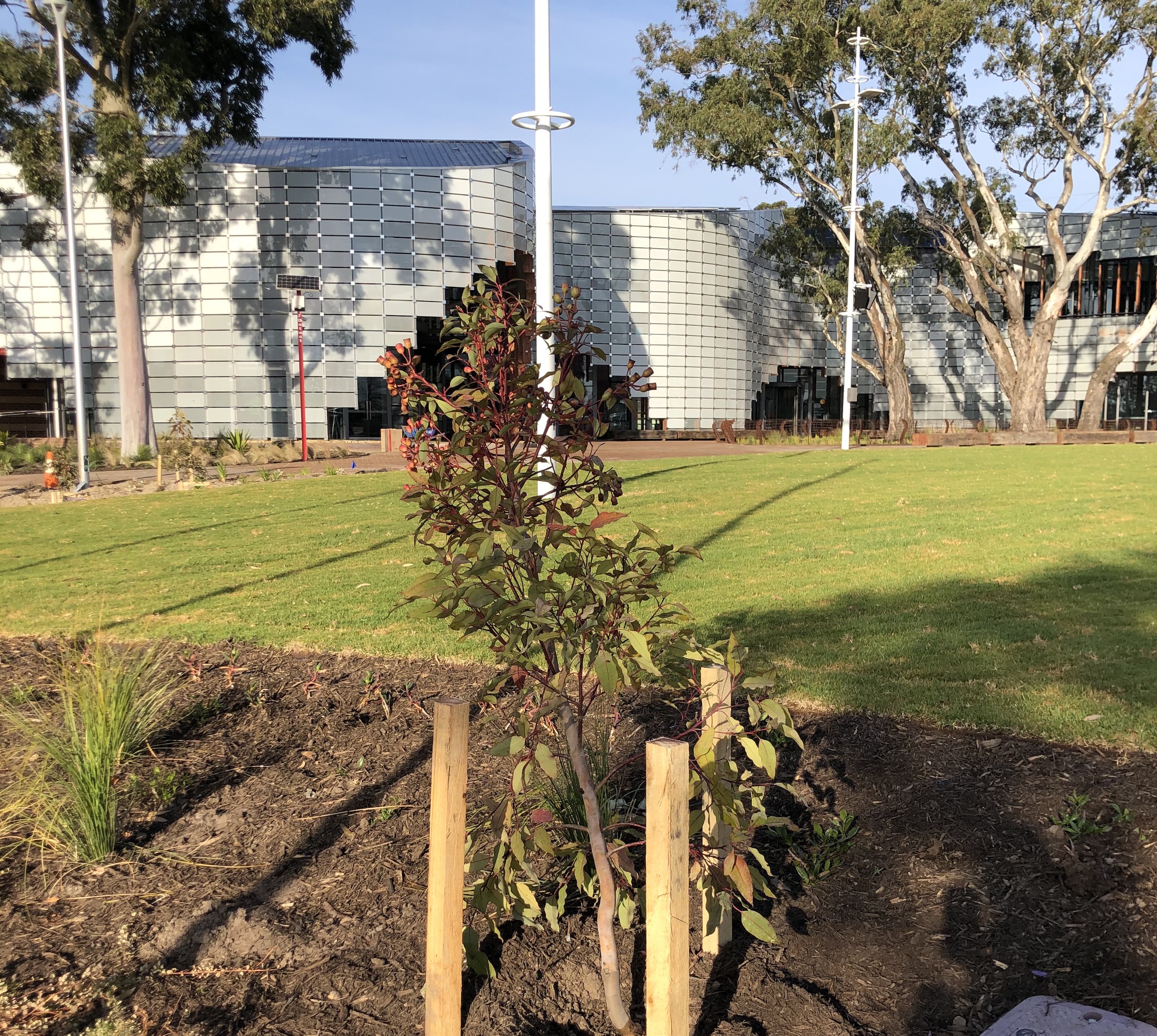 Royal Hobart Hospital garden