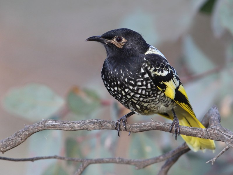 Regent Honeyeater
