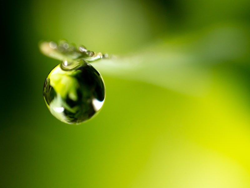 Dew drop on a green plant. Close-up
