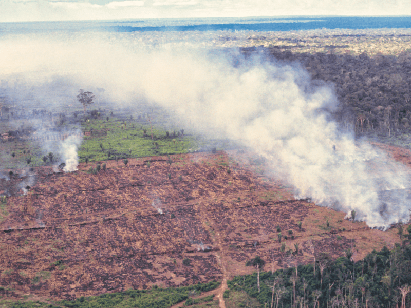 Amazon Rainforest Deforestation