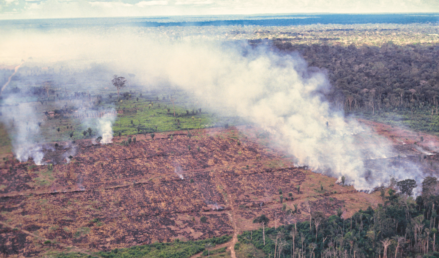 Amazon Rainforest Deforestation