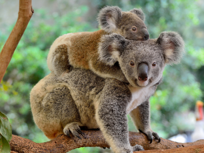 koalas
