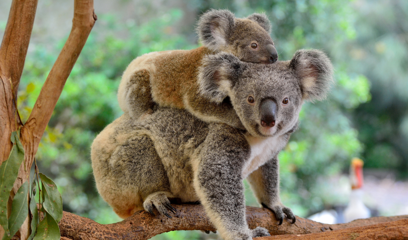 koalas