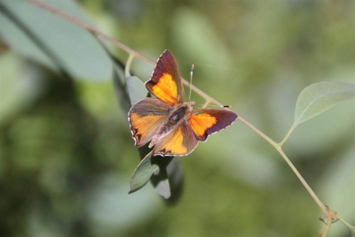 Castlemaine is home to the endangered Eltham copper butterfly. Image: Nillumbik Shire Council.