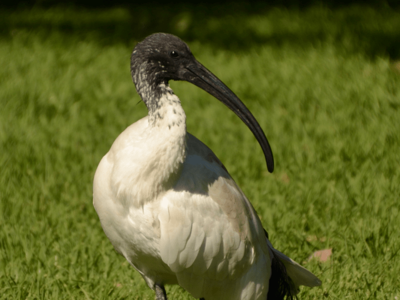Bin chicken ibis