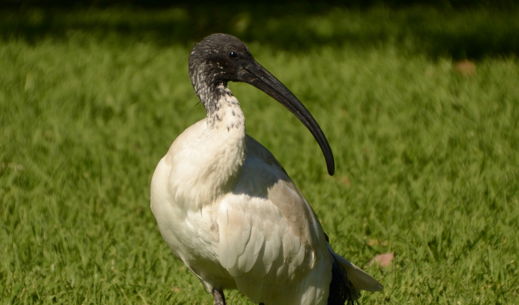Bin chicken ibis