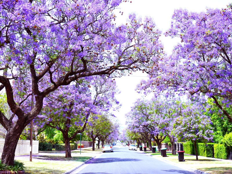 Beautiful purple flower Jacaranda tree lined street in full bloom. Taken in Allinga Street, Glenside, Adelaide, South Australia.