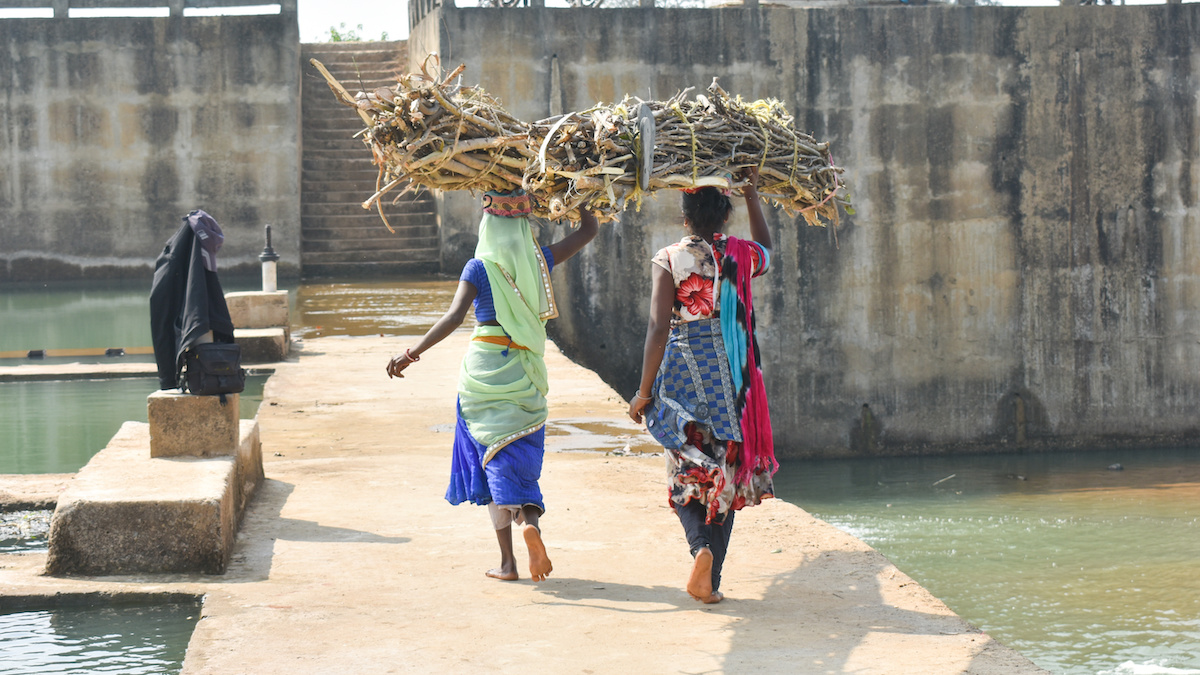 Two woman carrying bundle firewood in head
