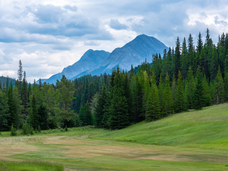 Photo of a clearing in the woods surrounded by trees with the Canadian Rockies in the background.