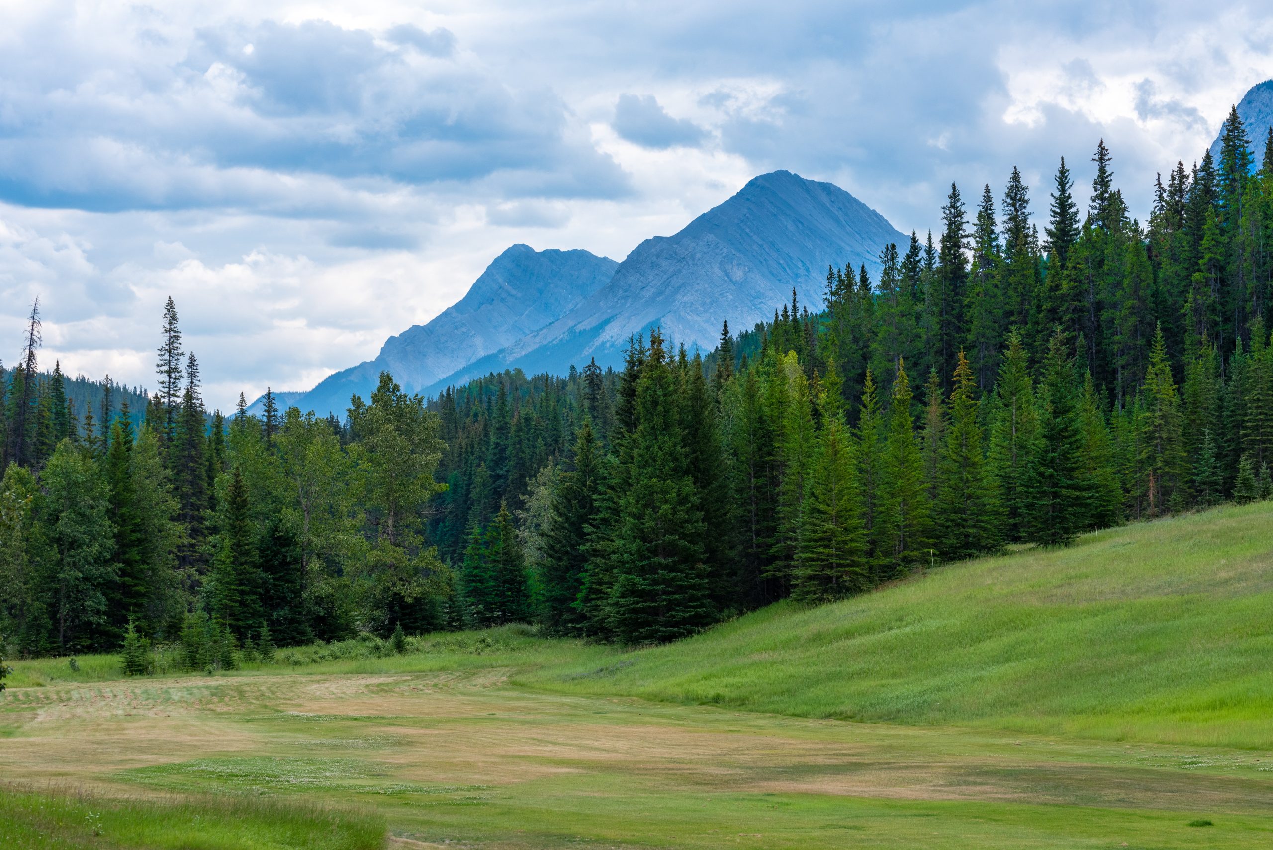 Photo of a clearing in the woods surrounded by trees with the Canadian Rockies in the background.