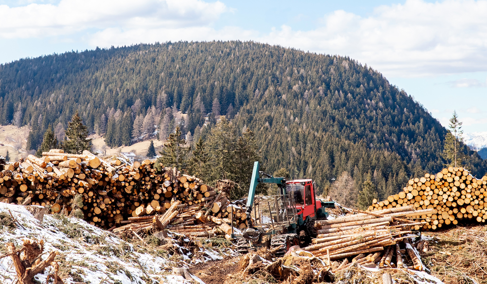 Work harvester stacked wood logs tree background blue sky. Concept lumber timber industry deforestation.