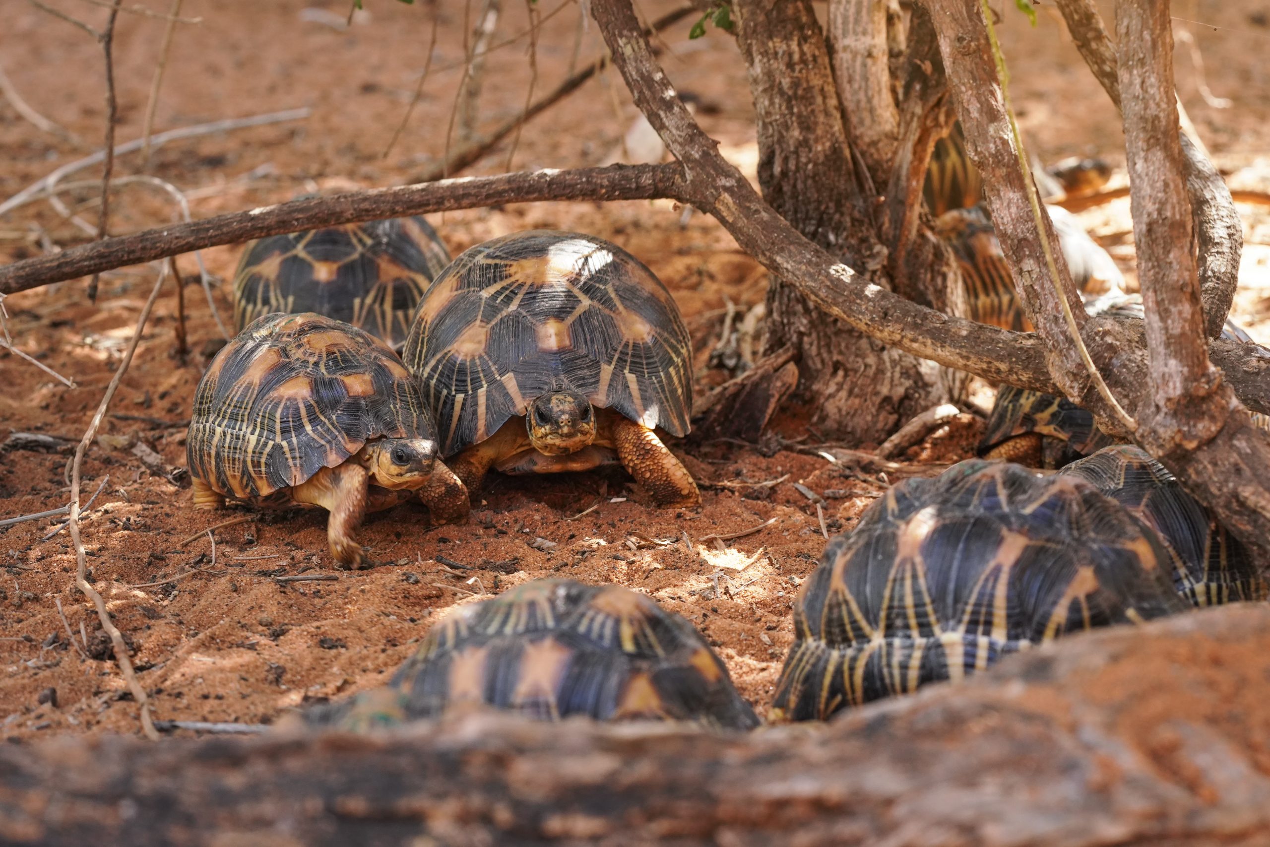 Radiated tortoises - Astrochelys radiata - critically endangered tortoise species, endemic to Madagascar, walking on ground near trees