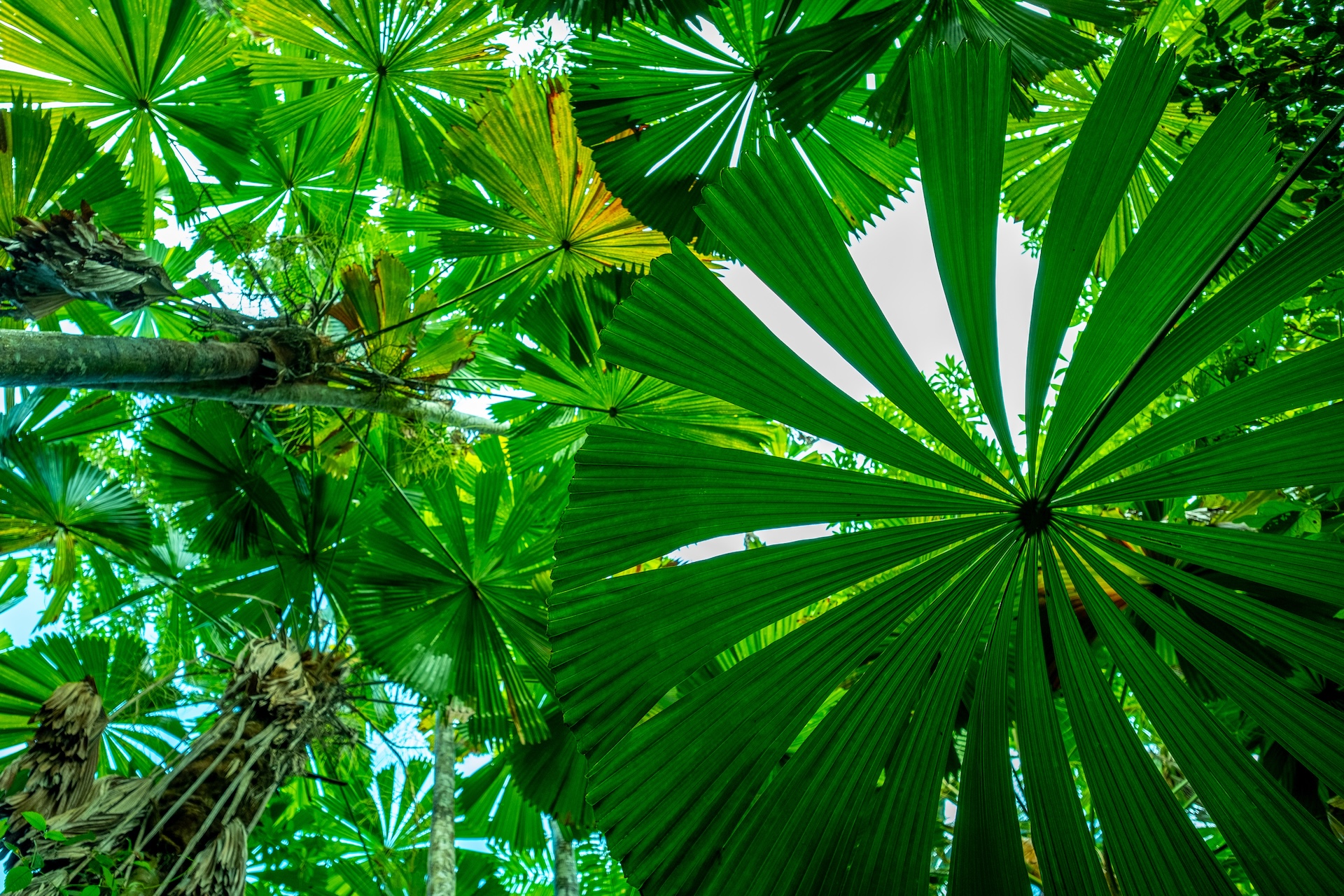 View upward through dense green licuala palm forest in the Daintree national park, Queensland, Australia
