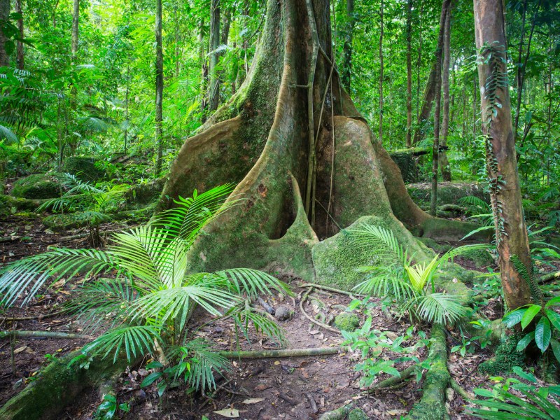 Dense rainforest in Mossman Gorge, Queensland, Australia