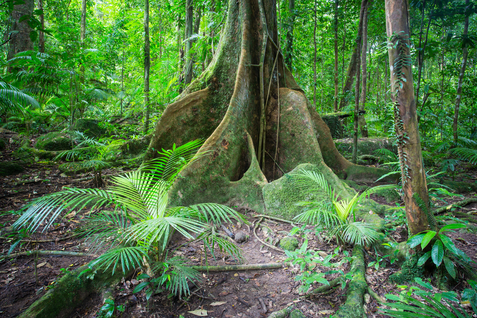 Dense rainforest in Mossman Gorge, Queensland, Australia
