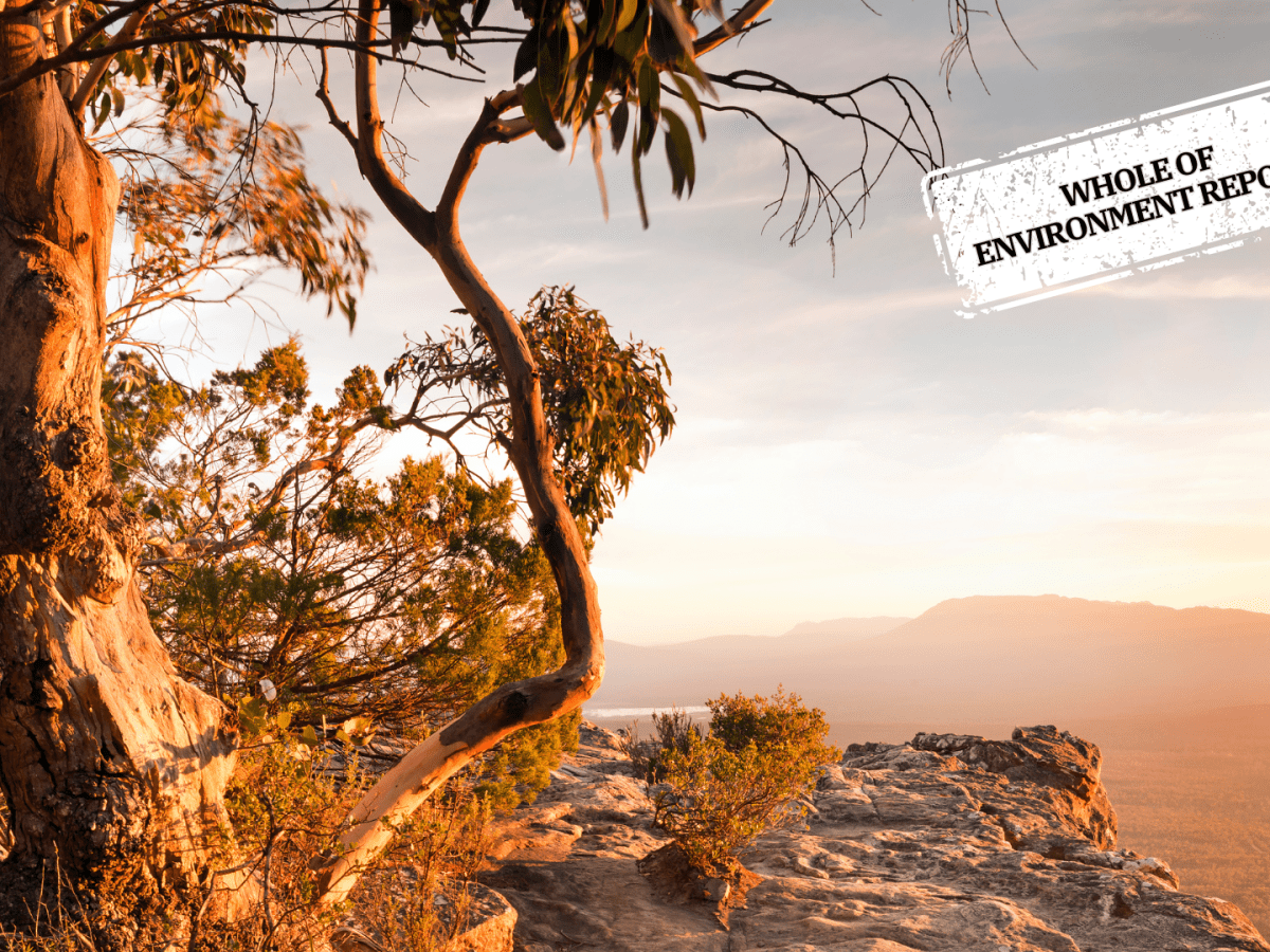 The nuclear rivalry with renewables and net zero targets